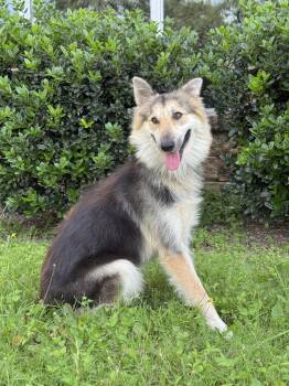 Collie Dogs Available for Adoption in Helotes, Texas - Callie | PetCurious