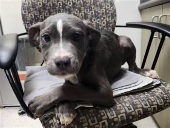 Pit Bull Terrier Dogs Available for Adoption in Plano, Texas - Trinity A217362 | PetCurious