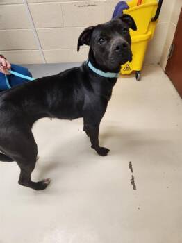 Rescue Pit Bull Terrier and Mixed Breed Dogs for Adoption in Aliquippa, Pennsylvania - CLAIRE | PetCurious