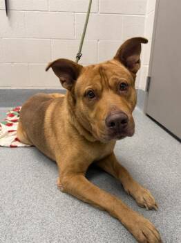 BUBBERS -  Labrador Retriever and Mixed Breed Dog for Adoption in Indianapolis, Indiana - BUBBERS | PetCurious