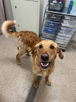 Labrador Retriever Dogs Available for Adoption in Holland, Michigan - Buster | PetCurious