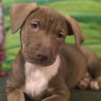 German Shepherd Dog and Mixed Breed Dogs Available for Adoption in Tyrone, Georgia - Gypsy 04-1817 | PetCurious