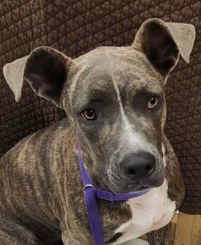 Titus -  Pit Bull Terrier Dog for Adoption in Lewiston, Idaho - Titus | PetCurious