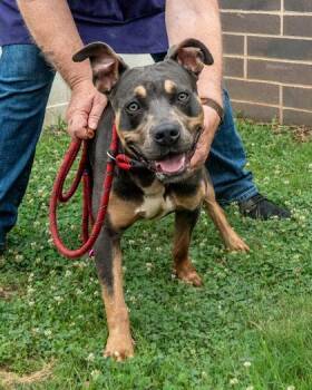 Truffles -  Mixed Breed Dog for Adoption in Chamblee, Georgia - Truffles | PetCurious