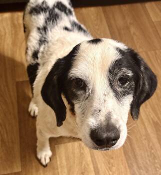Doug -  Basset Hound Dog for Adoption in Troy, Alabama - Doug | PetCurious