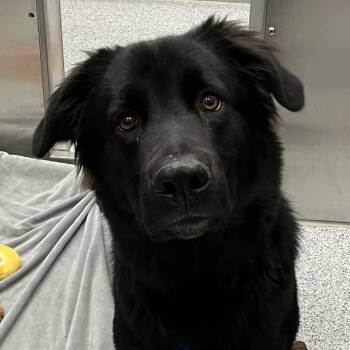 Indie -  Great Dane and Australian Shepherd Dog Available for Adoption in Grand Rapids, Michigan - Indie | PetCurious