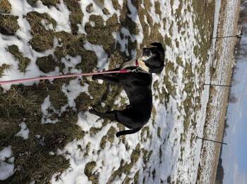 Boxer Dogs Available for Adoption - Ranger | PetCurious