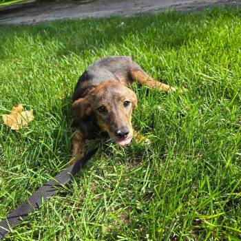 Mopsi -  Beagle and Mixed Breed Dog for Adoption in Campton Hills, Illinois - Mopsi | PetCurious