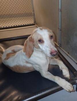 Rescue American Foxhound Dogs for Adoption in Ashland, Virginia - Cheroy | PetCurious