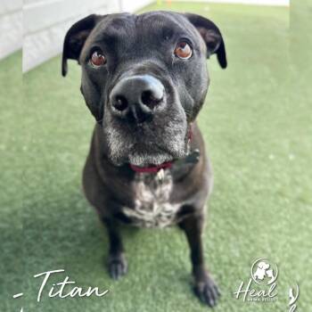 Titan -  Pit Bull Terrier Dog for Adoption in Youngwood, Pennsylvania - Titan | PetCurious