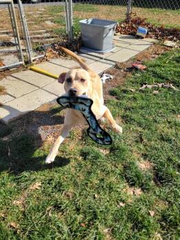 Rescue Labrador Retriever Dogs for Adoption in Chambersburg, Pennsylvania - Miracle | PetCurious