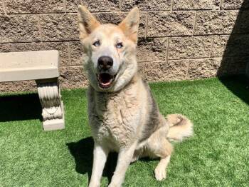 Siberian Husky and Shepherd Dogs Available for Adoption in San Marcos, California - URGENT SAVE ME PLEASE Shadow A549952 | PetCurious