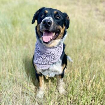 Australian Cattle Dog Blue Heeler and Australian Shepherd Dogs Available for Adoption - Chance | PetCurious