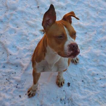 Kevin -  Mixed Breed Dog for Adoption in Fairport, New York - Kevin | PetCurious