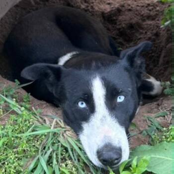 Maci -  Labrador Retriever and Mixed Breed Dog for Adoption in Milan, Illinois - Maci | PetCurious