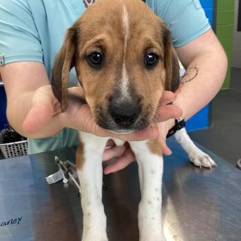 Merle -  Retriever Dog for Adoption in Montgomery, Alabama - Merle | PetCurious