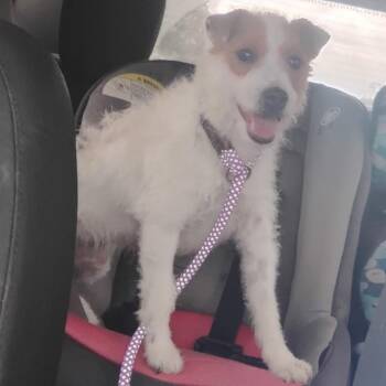 Jack Russell Terrier Dogs Available for Adoption - Ruffles | PetCurious