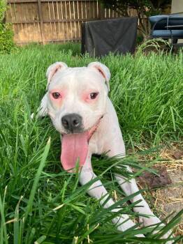 Happy -  Pit Bull Terrier Dog for Adoption in Plainfield, Illinois - Happy | PetCurious