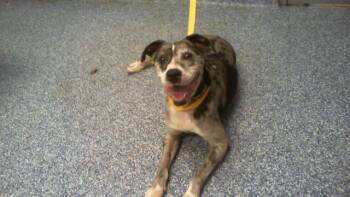 REX -  Pit Bull Terrier and Labrador Retriever Dog for Adoption in Charlotte, North Carolina - REX | PetCurious
