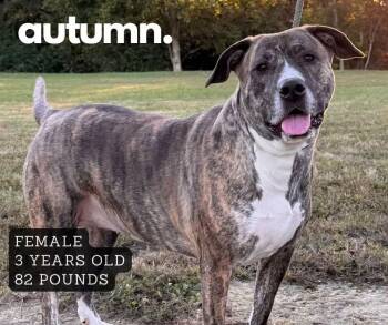 Autumn -  Mixed Breed Dog for Adoption in Ashland, Kentucky - Autumn | PetCurious