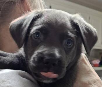 Pointer and Labrador Retriever Dogs Available for Adoption - Wayne Newton | PetCurious