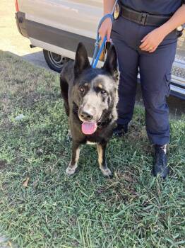 Rescue German Shepherd Dog Dogs for Adoption in Dallas, Texas - BUTCH | PetCurious