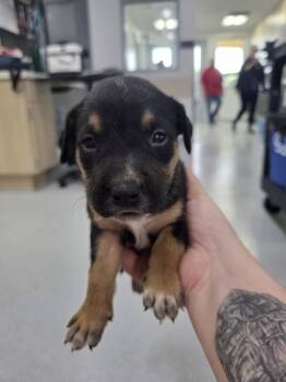 Rescue Australian Cattle Dog Blue Heeler and Mixed Breed Dogs for Adoption in Fort Worth, Texas - Mae Aniseya | PetCurious
