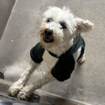 Miniature Poodle Dogs Available for Adoption in Los Angeles, California - Osito A1844013 | PetCurious