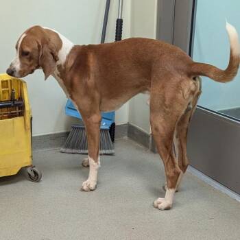 Hound Dogs Available for Adoption - Cooper | PetCurious