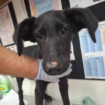 Kramer -  Labrador Retriever and German Shepherd Dog Dog for Adoption in Parrish, Alabama - Kramer | PetCurious