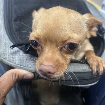 Chihuahua Dogs Available for Adoption in Philadelphia, Pennsylvania - Little | PetCurious