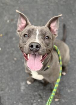 Rescue Mixed Breed Dogs for Adoption in Atlanta, Georgia - King George (George) | PetCurious