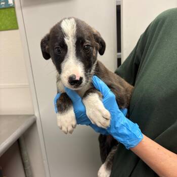 Green -  Mixed Breed Dog Available for Adoption in Columbiana, Alabama - Green | PetCurious