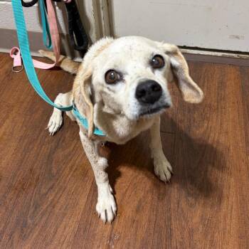 Andy -  Mixed Breed Dog for Adoption in Milton, Florida - Andy | PetCurious