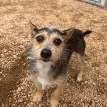 Earl KCAC #420.26 -  Yorkshire Terrier and Mixed Breed Dog Available for Adoption in Kerrville, Texas - Earl KCAC #420.26 | PetCurious