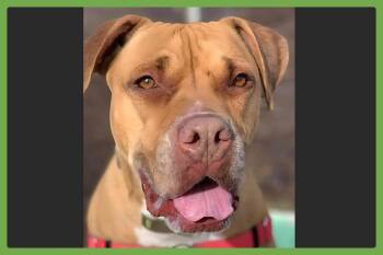 Jax -  Boxer and American Bulldog Dog for Adoption in Amherst, Massachusetts - Jax | PetCurious