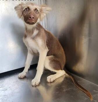 HEAVENSANGEL -  German Shepherd Dog Dog for Adoption in Rowlett, Texas - HEAVENSANGEL | PetCurious
