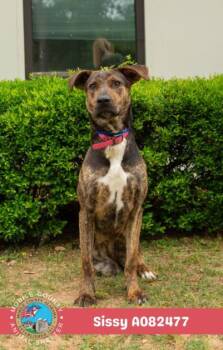 Catahoula Leopard Dog and Mixed Breed Dogs Available for Adoption in Mobile, Alabama - SISSY | PetCurious