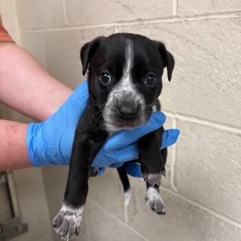 Mixed Breed Dogs Available for Adoption in East Hanover, New Jersey - Monde | PetCurious
