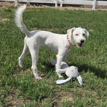 FINN (fka FEN) -  Terrier Dog for Adoption in Loveland, Colorado - FINN (fka FEN) | PetCurious