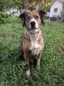 Dulcie -  Australian Shepherd and Mixed Breed Dog for Adoption in Fort Collins, Colorado - Dulcie | PetCurious