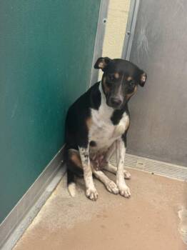 FLOWER -  Australian Cattle Dog Blue Heeler and Mixed Breed Dog for Adoption in Texas City, Texas - FLOWER | PetCurious