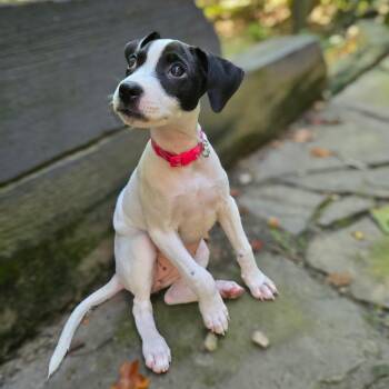 Molly Moo -  Mixed Breed Dog for Adoption in Durham, North Carolina - Molly Moo | PetCurious
