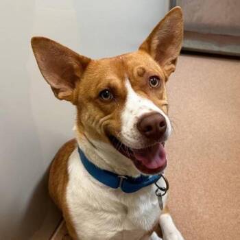 Basenji and Pembroke Welsh Corgi Dogs Available for Adoption - Thumper | PetCurious