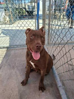 Rescue Pit Bull Terrier Dogs for Adoption in Eagle, Idaho - Cody **Courtesy Post. Out Of Town Pet. See Below For Details** | PetCurious