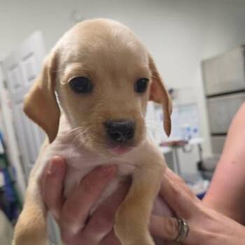 Mogzie -  Chihuahua and Mixed Breed Dog for Adoption in Fredericksburg, Virginia - Mogzie | PetCurious