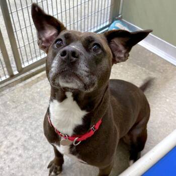 Noodle -  American Staffordshire Terrier and Mixed Breed Dog for Adoption in Woodinville, Washington - Noodle | PetCurious