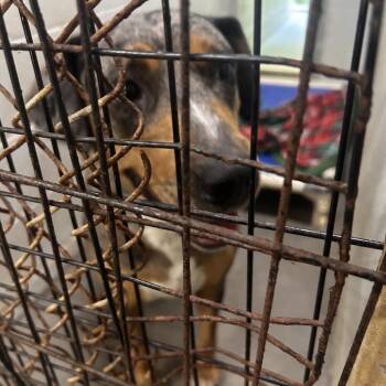 Saskia -  Mixed Breed Dog for Adoption in Summerville, South Carolina - Saskia | PetCurious