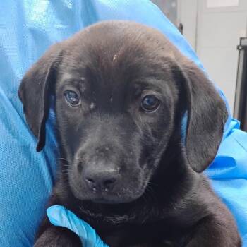 Mixed Breed Dogs Available for Adoption in Summerville, South Carolina - Eli | PetCurious