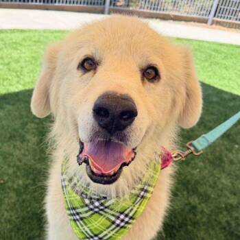 George -  Great Pyrenees Dog for Adoption in Walnut Creek, California - George | PetCurious
